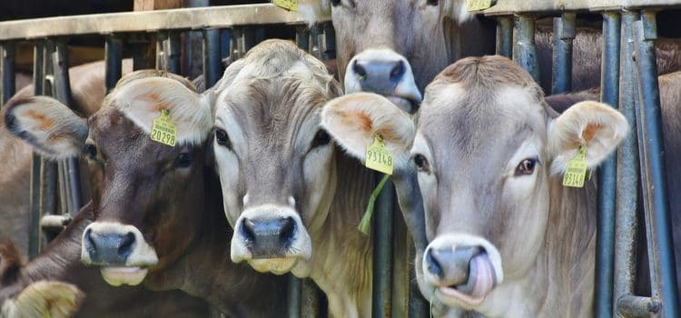 Vitalac se lance dans l’alimentation fermière en ligne